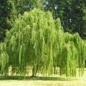 Tüplü Salkım Söğüt Ağacı Fidanı (150-200 cm) - 1