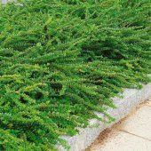 Bodur Lonicera Pileata Hanım Eli Fidanı - 1