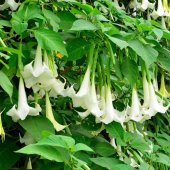 Yoğun Kokulu Beyaz Renkli Meleklerin Borazanı Çiçeği Fidanı - 1