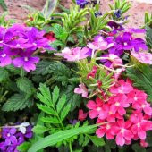 Karışık Renkli Yer Minesi (Verbena) Çiçeği Tohumu (20 tohum) - 1