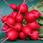 Bol Verimli Aromalı Geleneksel Fındık Turp Fidesi (5 adet) - 1