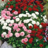 Mix Katmerli Bellis Perennis Ponpon İngiliz Çayır Papatyası Çiçeği Tohumu(100 tohum) - 1