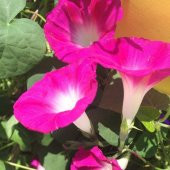 Crimson Rambler Gündüz Sefası Çiçeği Tohumu(10 tohum) - 1