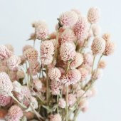 Gomphrena Globosa Somon Renkli Medine Çiçeği Tohumu(50 tohum) - 1