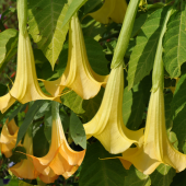 Yoğun Kokulu Yellow Brugmansia Çiçeği Meleklerin Borazanı Çiçeği Fidanı - 1