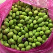 Tüplü Özel Aşılı Çeşit Kırmalık Çekişte Zeytin Fidanı - 1