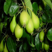 Tüplü Aşılı Çok Erkenci Akça Bal Armut Fidanı - 1