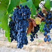Tüplü Orta Geçci Kokulu Şaraplık Merlot Üzüm (Asma-Bağ) Fidanı - 1