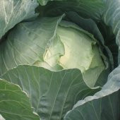 Sarmalık Verimli İri Geleneksel Doğal Beyaz Lahana Fidesi (5 adet) thumbnail 1