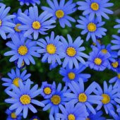 Sky Blue Aster Çiçeği Tohumu(100 tohum) - 1