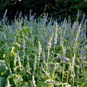 Chia Bitkisi(Salvia Hispanica)  Tohumu(50 tohum) - 1