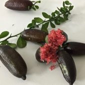Tüplü Havyar Limon Mia Rose Doğal Finger Lime Fidanı(Meyve Verme Yaşında) - 1