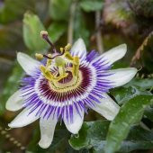 Mavi Çiçek Açan Çarkıfelek (Passiflora Sarmaşığı) Çiçeği Fidanı - 1