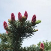 Picea Likiangensis Çin Ladini Tohumu (10 Tohum) - 1