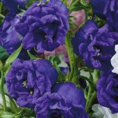 Calycanthema ‘Cup & Saucer’ Campanula Karışık Çan Çiçeği Tohumu (100 Tohum) - 1