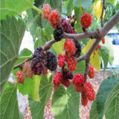 Tüplü Ekşi Kara Urmu Dut Fidanı (20-40 cm) - 1