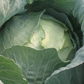 Sarmalık Verimli İri Geleneksel Doğal Beyaz Lahana Fidesi (5 adet) thumbnail 2