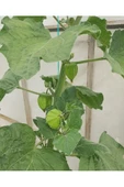 Tropikmeyvelerim Altın Çilek Meyvesi (physalis Peruviana) 100 Gr - 3