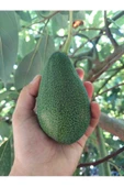 AKDENİZ TROPİKAL Avokado 2 Kg - 1