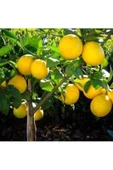 BODRUM TAZE Limon Bahçeden Doğal 3 Kg. - 1