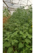 Tropikmeyvelerim Altın Çilek Meyvesi (physalis Peruviana) 100 Gr - 4