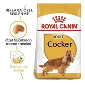 Royal Canin Cocker Adult Yetişkin Köpek Maması 3 Kg - 2