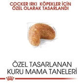 Royal Canin Cocker Adult Yetişkin Köpek Maması 3 Kg - 3