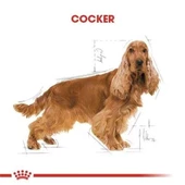 Royal Canin Cocker Adult Yetişkin Köpek Maması 3 Kg - 4
