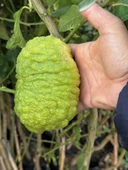 TÜPLÜ 4 YAŞ BERGAMOT LİMON (CITRUS BERGAMİA) FİDANI BOY 150-200CM - 2