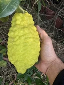 TÜPLÜ 4 YAŞ BERGAMOT LİMON (CITRUS BERGAMİA) FİDANI BOY 150-200CM - 1