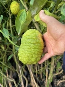 TÜPLÜ 4 YAŞ BERGAMOT LİMON (CITRUS BERGAMİA) FİDANI BOY 150-200CM - 3