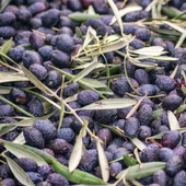 İri Meyveli Tüplü Yağlık ve Sofralık Mardin Sele Zeytini Fidanının - 1
