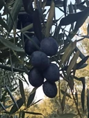 Mehmet İnan Gemlik Sofralık Siyah zeytin (XL) - 9