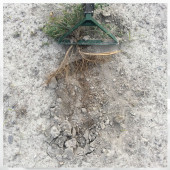 Ot Yolma Arabası Ot Kesme Aleti Ot Sürme Makinesi Ot Sökme Aparatlı Manuel Ot Koparma Makinası - 2