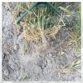 Ot Yolma Arabası Ot Kesme Aleti Ot Sürme Makinesi Ot Sökme Aparatlı Manuel Ot Koparma Makinası - 4