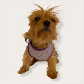 Purple Stripe by Kemique  Köpek Kıyafeti Köpek Elbise - 5