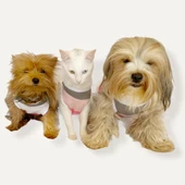 Mega Stripes Atlet  by Kemique  Kedi Kıyafeti Kedi Elbise - 7