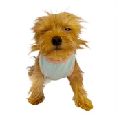 Minty Flower Power  Atlet by Kemique Köpek Kıyafeti Köpek Elbise - 9