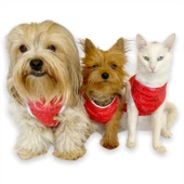 Red World Atlet by Kemique Kedi Kıyafeti Kedi Elbise - 6