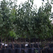 3 yaş TÜPLÜ AŞILI ŞEKERPARE KAYISI FİDANI thumbnail 2