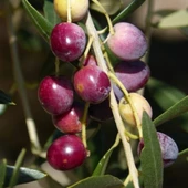 Sınırlı Stok Tüplü Kalamata Zeytini (Yunan Menşei) Fidanı thumbnail 1