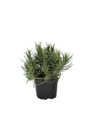 Lavandula Intermedia Lavanta Fidanı 2 Adet 30-40 Cm - 3