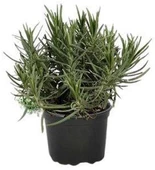 Lavandula Intermedia Lavanta Fidanı 2 Adet 30-40 Cm - 2