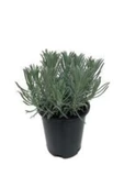 Lavanta Fidanı 1 Adet 10-30 cm 1 Yaş (lavandula Intermedia) - 2