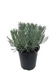 Orkide Moru Lavanta Fidanı 10 Adet 15-25 Cm Intermedia - 1