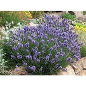 Kuzeybatı Moru Lavanta Fidanı 2 Adet 20-30 cm (Lavandula intermedia) thumbnail 2