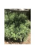 Angustifolia Aromatik Kokulu Lavanta Fidanı 1 Adet - 3