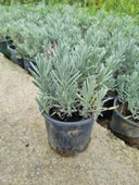 Lila Lavandula Angustifolia Lavanta Fidanı 10-20 cm thumbnail 2