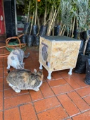 Kedi Kulübesi Kedi Yuvası Kedi Evi 30x33x36cm Iç Ve Dış Mekan Su Geçirmez Isı Yalıtımlı Özel Tasarım - 4