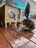 Kedi Kulübesi Kedi Yuvası Kedi Evi 30x33x36cm Iç Ve Dış Mekan Su Geçirmez Isı Yalıtımlı Özel Tasarım - 2